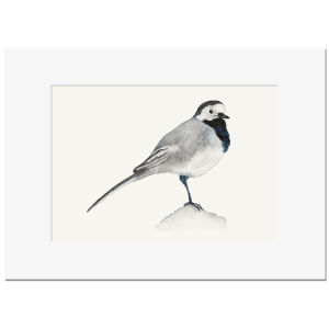 BACHSTELZE <br>Kunstdruck 13x18