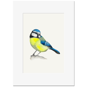 BLAUMEISE <br>Kunstdruck 13x18
