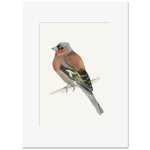 BUCHFINK <br>Kunstdruck 13x18