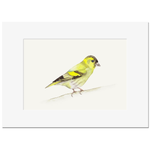 ERLENZEISIG <br>Kunstdruck 13x18